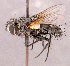  ( - CNC1966393)  @11 [ ] No rights reserved (2022) Unspecified Canadian National Collection of Insects, Arachnids and Nematodes