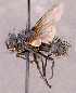  ( - CNC1966456)  @11 [ ] No rights reserved (2022) Unspecified Canadian National Collection of Insects, Arachnids and Nematodes