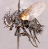  ( - CNC1966494)  @11 [ ] No rights reserved (2022) Unspecified Canadian National Collection of Insects, Arachnids and Nematodes