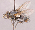  ( - CNC1966589)  @11 [ ] No rights reserved (2022) Unspecified Canadian National Collection of Insects, Arachnids and Nematodes