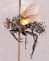  ( - CNC1966629)  @11 [ ] No rights reserved (2022) Unspecified Canadian National Collection of Insects, Arachnids and Nematodes