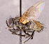  ( - CNC1966675)  @11 [ ] No rights reserved (2022) Unspecified Canadian National Collection of Insects, Arachnids and Nematodes