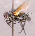  ( - CNC1966726)  @11 [ ] No rights reserved (2022) Unspecified Canadian National Collection of Insects, Arachnids and Nematodes