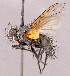  ( - CNC1966757)  @11 [ ] No rights reserved (2022) Unspecified Canadian National Collection of Insects, Arachnids and Nematodes