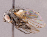  (Phytomyptera sp. NB1 - CNC1967095)  @11 [ ] No rights reserved (2022) Unspecified Canadian National Collection of Insects, Arachnids and Nematodes