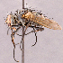  ( - CNC1967116)  @11 [ ] No rights reserved (2022) Unspecified Canadian National Collection of Insects, Arachnids and Nematodes