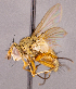  (Siphona sp. NB1 - CNC1967128)  @11 [ ] No rights reserved (2022) Unspecified Canadian National Collection of Insects, Arachnids and Nematodes