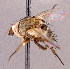  (Siphona sp. S.l. NB1 - CNC1967186)  @11 [ ] No rights reserved (2022) Unspecified Canadian National Collection of Insects, Arachnids and Nematodes