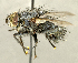  ( - CNC2077291)  @11 [ ] No rights reserved (2024) Unspecified Canadian National Collection of Insects, Arachnids and Nematodes