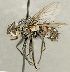  (Linnaemya sp. SK1 - CNC2077323)  @11 [ ] No rights reserved (2024) Unspecified Canadian National Collection of Insects, Arachnids and Nematodes