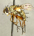  ( - CNC2077375)  @11 [ ] No rights reserved (2024) Unspecified Canadian National Collection of Insects, Arachnids and Nematodes