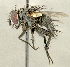 ( - CNC2077411)  @11 [ ] No rights reserved (2024) Unspecified Canadian National Collection of Insects, Arachnids and Nematodes
