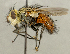  (Peleteria biangulata - CNC2077434)  @11 [ ] No rights reserved (2024) Unspecified Canadian National Collection of Insects, Arachnids and Nematodes