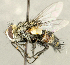  ( - CNC2077574)  @11 [ ] No rights reserved (2024) Unspecified Canadian National Collection of Insects, Arachnids and Nematodes