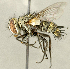  ( - CNC2077583)  @11 [ ] No rights reserved (2024) Unspecified Canadian National Collection of Insects, Arachnids and Nematodes