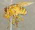  (Ormia sp. AZ1 - CNC2086191)  @11 [ ] No rights reserved (2024) Unspecified Canadian National Collection of Insects, Arachnids and Nematodes