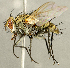  (Paradidyma sp. AZ1 - CNC2086194)  @11 [ ] No rights reserved (2024) Unspecified Canadian National Collection of Insects, Arachnids and Nematodes