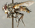  (Chaetogaedia sp. SW1 - CNC5276319)  @11 [ ] No rights reserved (2023) Unspecified Canadian National Collection of Insects, Arachnids and Nematodes