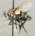  (Mystacella sp. SW1 - CNC5277215)  @11 [ ] No rights reserved (2023) Unspecified Canadian National Collection of Insects, Arachnids and Nematodes