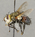  ( - CNC5277226)  @11 [ ] No rights reserved (2023) Unspecified Canadian National Collection of Insects, Arachnids and Nematodes