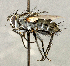  (Paradidyma sp. SW1 - CNC5277271)  @11 [ ] No rights reserved (2023) Unspecified Canadian National Collection of Insects, Arachnids and Nematodes