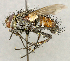  ( - CNC5277289)  @11 [ ] No rights reserved (2023) Unspecified Canadian National Collection of Insects, Arachnids and Nematodes