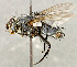  ( - CNC5277307)  @11 [ ] No rights reserved (2023) Unspecified Canadian National Collection of Insects, Arachnids and Nematodes