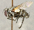 (Pseudochaeta sp. SW1 - CNC5277314)  @11 [ ] No rights reserved (2023) Unspecified Canadian National Collection of Insects, Arachnids and Nematodes
