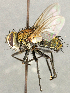  ( - CNC5277333)  @11 [ ] No rights reserved (2023) Unspecified Canadian National Collection of Insects, Arachnids and Nematodes