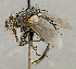  ( - CNC5277360)  @11 [ ] No rights reserved (2023) Unspecified Canadian National Collection of Insects, Arachnids and Nematodes