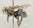  ( - CNC5277371)  @11 [ ] No rights reserved (2023) Unspecified Canadian National Collection of Insects, Arachnids and Nematodes