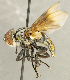  (Phasia sp. UT1 - CNC5328065)  @11 [ ] No rights reserved (2024) Unspecified Canadian National Collection of Insects, Arachnids and Nematodes