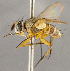  ( - CNC625089)  @11 [ ] No Rights Reserved (2020) Unspecified Canadian National Collection of Insects, Arachnids and Nematodes