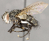  ( - CNC852638)  @11 [ ] No Rights Reserved (2020) Unspecified Canadian National Collection of Insects, Arachnids and Nematodes