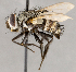  ( - CNC852645)  @11 [ ] No Rights Reserved (2020) Unspecified Canadian National Collection of Insects, Arachnids and Nematodes