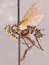  ( - CNC856381)  @11 [ ] No rights reserved (2022) Unspecified Canadian National Collection of Insects, Arachnids and Nematodes