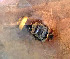  (Belvosia argentifrons - GD001)  @11 [ ] No rights reserved (2021) Unspecified Canadian National Collection of Insects, Arachnids and Nematodes