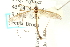  ( - CNC DIPTERA 192224)  @12 [ ] CreativeCommons - Attribution (2012) CNC/CBG Photography Group Centre for Biodiversity Genomics