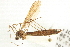  ( - CNC DIPTERA 192226)  @13 [ ] CreativeCommons - Attribution (2012) CNC/CBG Photography Group Centre for Biodiversity Genomics