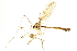  ( - CNC DIPTERA 192228)  @13 [ ] CreativeCommons - Attribution (2012) CNC/CBG Photography Group Centre for Biodiversity Genomics