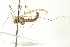  ( - CNC DIPTERA 192230)  @12 [ ] CreativeCommons - Attribution (2012) CNC/CBG Photography Group Centre for Biodiversity Genomics