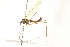  ( - CNC DIPTERA 192231)  @12 [ ] CreativeCommons - Attribution (2012) CNC/CBG Photography Group Centre for Biodiversity Genomics