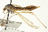  ( - CNC DIPTERA 192232)  @12 [ ] CreativeCommons - Attribution (2012) CNC/CBG Photography Group Centre for Biodiversity Genomics