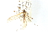  ( - CNC DIPTERA 192235)  @11 [ ] CreativeCommons - Attribution (2012) CNC/CBG Photography Group Centre for Biodiversity Genomics