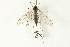  ( - CNC DIPTERA 192237)  @12 [ ] CreativeCommons - Attribution (2012) CNC/CBG Photography Group Centre for Biodiversity Genomics
