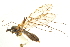  ( - CNC DIPTERA 192242)  @13 [ ] CreativeCommons - Attribution (2012) CNC/CBG Photography Group Centre for Biodiversity Genomics