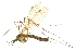  ( - CNC DIPTERA 192243)  @13 [ ] CreativeCommons - Attribution (2012) CNC/CBG Photography Group Centre for Biodiversity Genomics