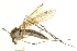 ( - CNC DIPTERA 192244)  @13 [ ] CreativeCommons - Attribution (2012) CNC/CBG Photography Group Centre for Biodiversity Genomics