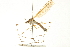  ( - CNC DIPTERA 192250)  @11 [ ] CreativeCommons - Attribution (2012) CNC/CBG Photography Group Centre for Biodiversity Genomics
