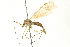  ( - CNC DIPTERA 192251)  @13 [ ] CreativeCommons - Attribution (2012) CNC/CBG Photography Group Centre for Biodiversity Genomics